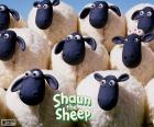 Koyun Shaun of flock